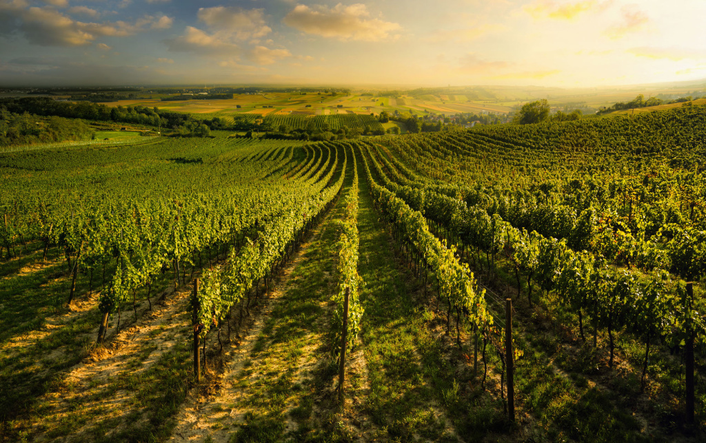 csm_NOE_Weinviertel_Prottes_e222498931.jpg