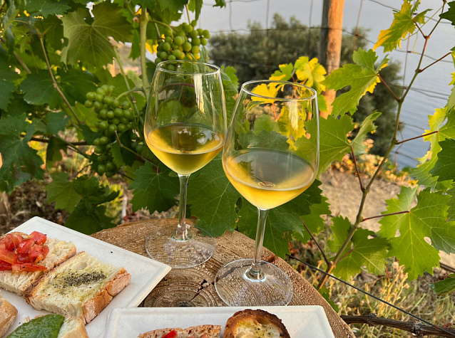 Как выводятся новые гибридные сорта винограда – особенности процесса